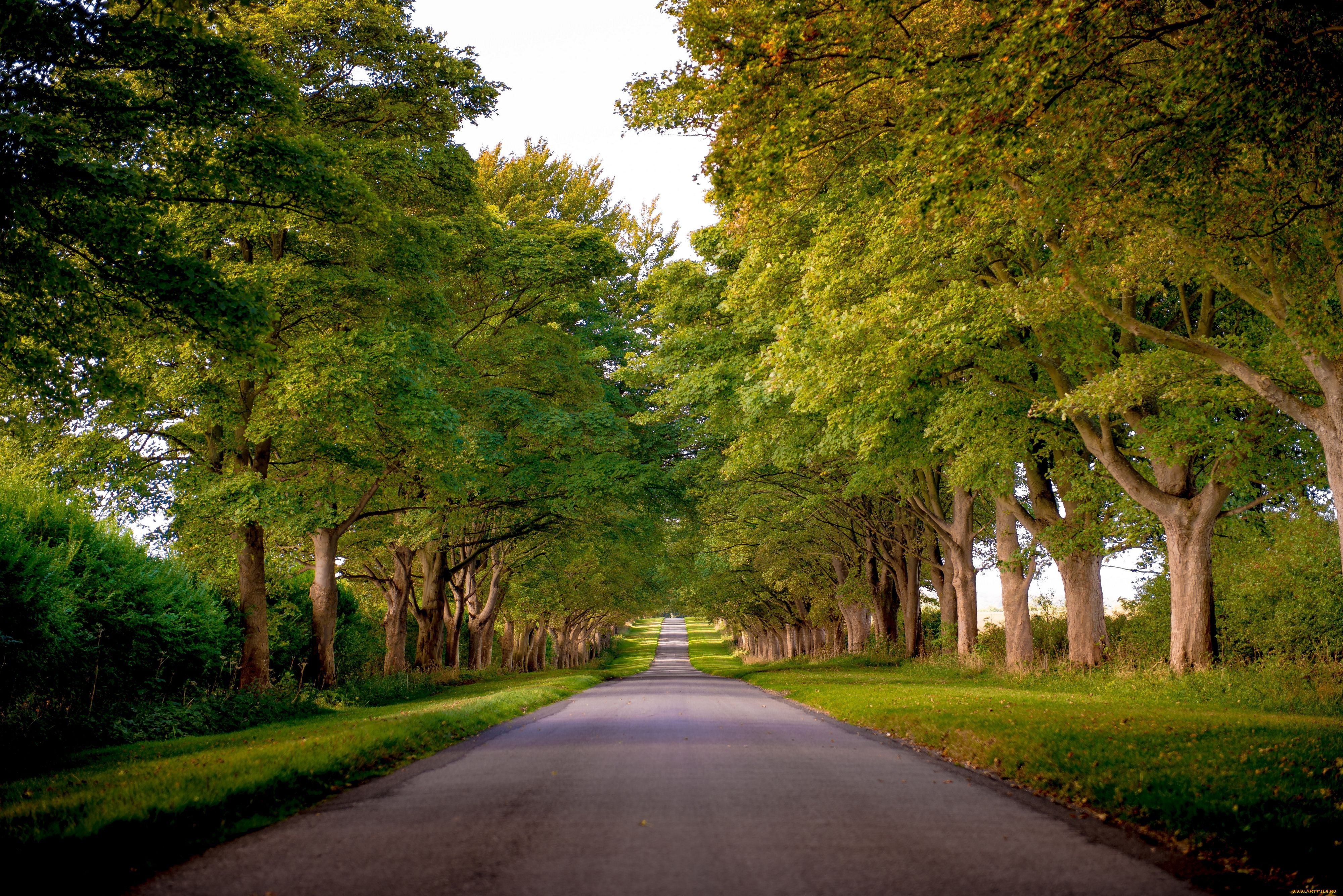 Street trees. Дубовая аллея Луизиана. Парк Англия аллея. Дубовая аллея Калининград.